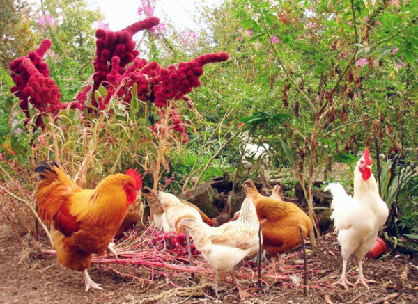 Amaranth and chickens 600x437