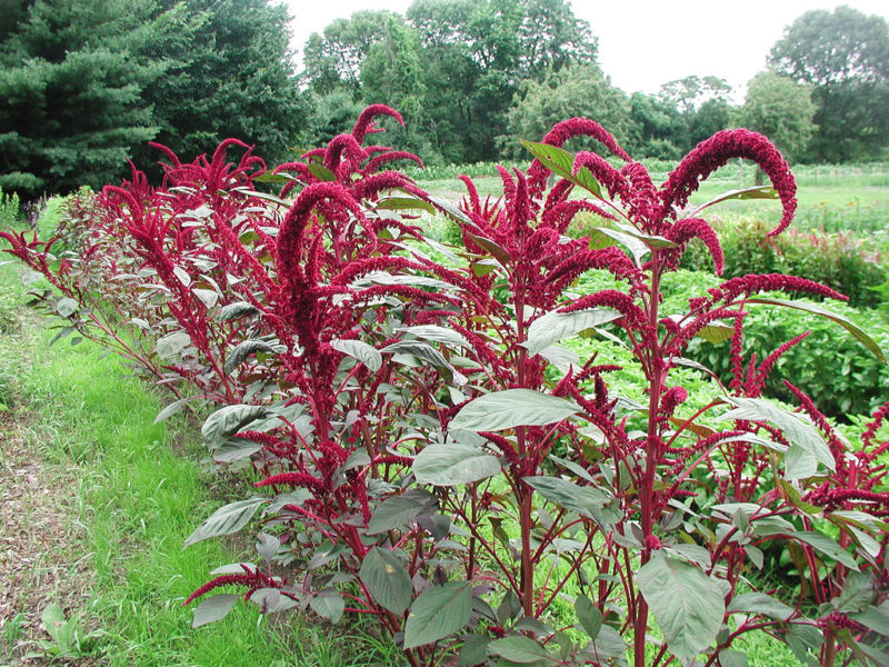 Growing amaranth plants 800x600